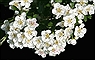 Hawthorn Bloom